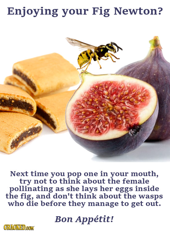 Enjoying your Fig Newton? Next time you pop one in your mouth, try not to think about the female pollinating as she lays her eggs inside the fig, and