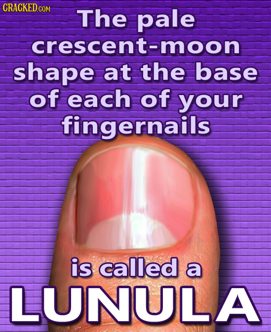 CRACKEDCO The pale crescent-moon shape at the base of each of your fingernails is called a LUNULA