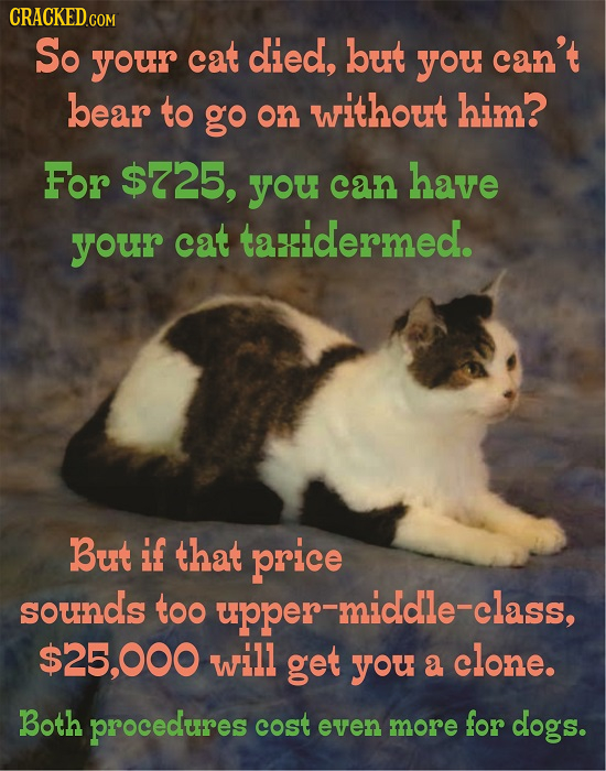 CRACKEDGOm So your cat died, but you can't bear to go without him? on For $725, you can have your cat taidermed. But if that price sounds too upper-mi