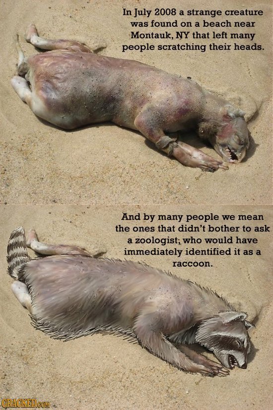In July 2008 a strange creature was found on a beach near Montauk, NY that left many people scratching their heads. And by many people we mean the one