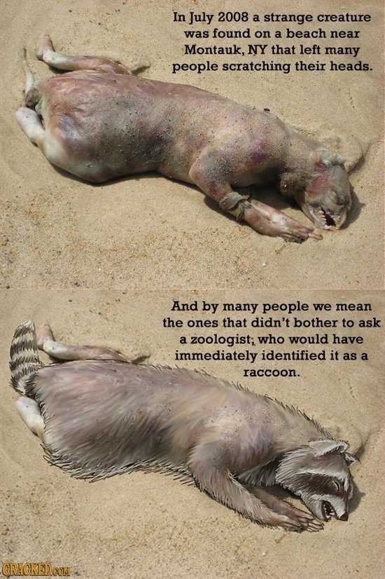 In July 2008 a strange creature was found on a beach near Montauk, NY that left many people scratching their heads. And by many people we mean the one