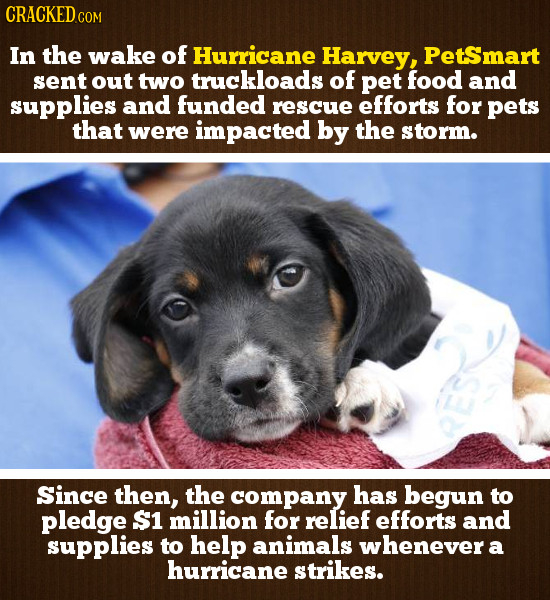 CRACKEDco COM In the wake of Hurricane Harvey, PetSmart sent out two truckloads of pet food and supplies and funded rescue efforts for pets that were