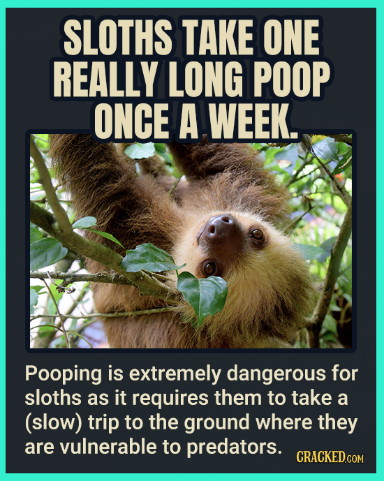 SLOTHS TAKE ONE REALLY LONG POOP ONCE A WEEK. Pooping is extremely dangerous for sloths as it requires them to take a (slow) trip to the ground where