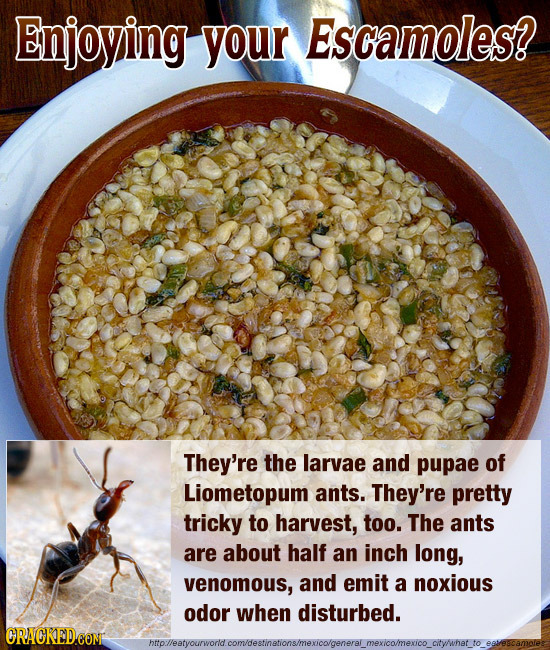 Enjoying your Escamoles? They're the larvae and pupae of Liometopum ants. They're pretty tricky to harvest, too. The ants are about half an inch long,