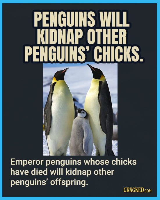 PENGUINS WILL KIDNAP OTHER PENGUINS' CHICKS. Emperor penguins whose chicks have died will kidnap other penguins' offspring. CRACKED.CON