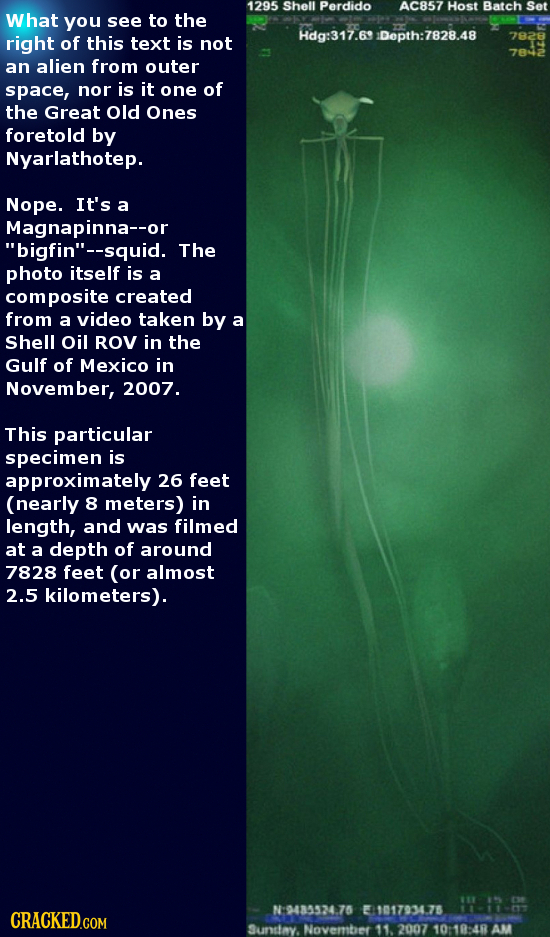 1295 Shell Perdido AC857 Host Batch Set What you see to the right Hdg:317.69 Dopth:7828.48 of this text is 7828 not an alien from outer space nor is i