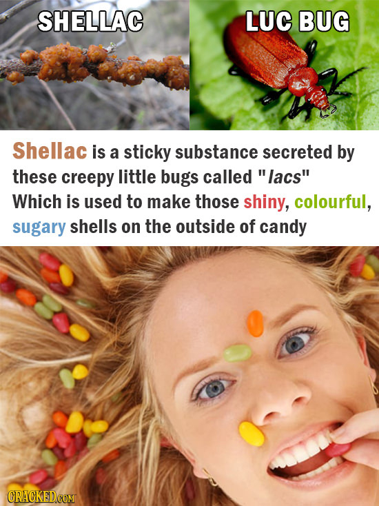 SHELLAC LUC BUG Shellac is a sticky substance secreted by these creepy little bugs called lacs Which is used to make those shiny, colourful, sugary