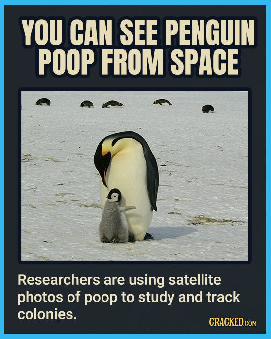 YOU CAN SEE PENGUIN POOP FROM SPACE Researchers are using satellite photos of poop to study and track colonies. CRACKEDCON