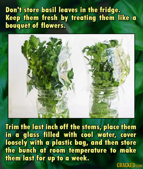 Don't store basil leaves in the fridge. Keep them fresh by treating them like a bouquet of flowers. Trim the last inch off the stems, place them in a