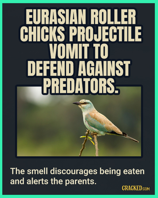 EURASIAN ROLLER CHICKS PROJECTILE VOMIT TO DEFEND AGAINST PREDATORS. The smell discourages being eaten and alerts the parents. CRACKEDCON