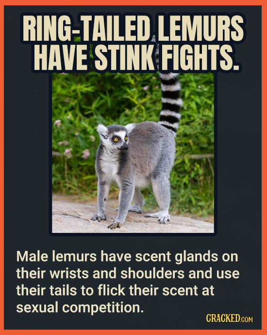 RING-TAILED LEMURS HAVE STINK FIGHTS. Male lemurs have scent glands on their wrists and shoulders and use their tails to flick their scent at sexual c