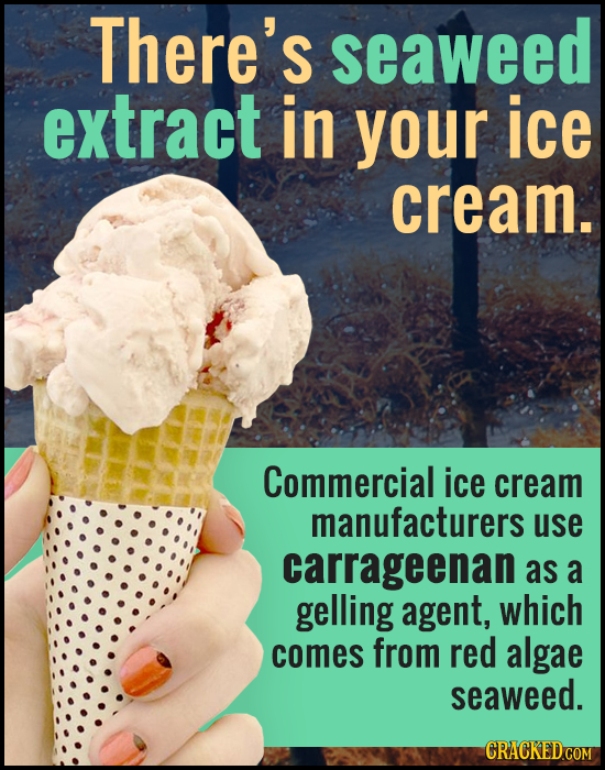 There's seaweed extract in your ice cream. Commercial ice cream manufacturers use carrageenan as a gelling agent, which comes from red algae seaweed.
