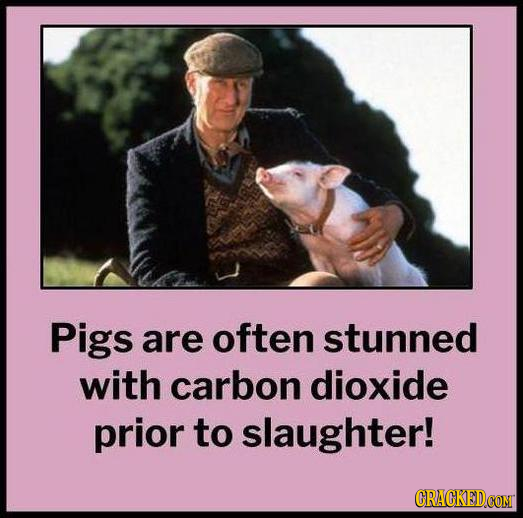 Pigs are often stunned with carbon dioxide prior to slaughter! 