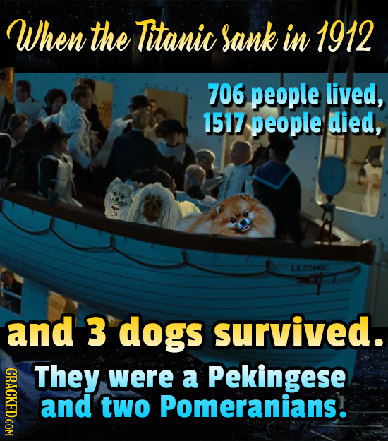 When the Titanic sank in 1912 706 people lived, 1517 people died, STNIC and 3 dogs survived. CRACKED.COM They were a Pekingese and two Pomeranians.