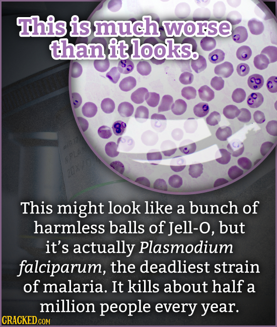 This is much worse than it looks. This might look like a bunch of harmless balls of Jell-o, but it's actually Plasmodium falciparum, the deadliest str