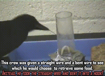 16 Animals Doing Things (That Shouldn't Be Possible)