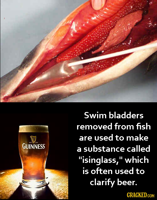 Swim bladders removed from fish V are used to make GUINNESS a substance called isinglass, 'which is often used to clarify beer. CRACKED.COM 