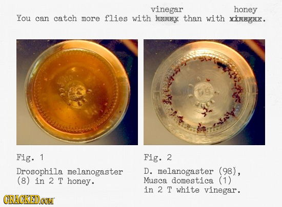 vinegar honey You can catch more flies with k8lx than with inagax. chrs: Fig. 1 Fig. 2 Drosophila melanogaster D. melanogaster (98), (8) in 2 T honey.