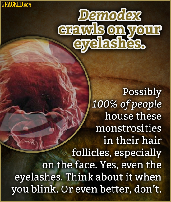 CRACKED.COM Demodex crawls on your eyelashes. Possibly 100% of people house these monstrosities in their hair follicles, especially on the face. Yes, 