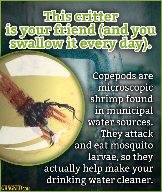 This critter is your friend (and you swallow it every day). Copepods are microscopic shrimp found in municipal water sources. They attack and eat mosq