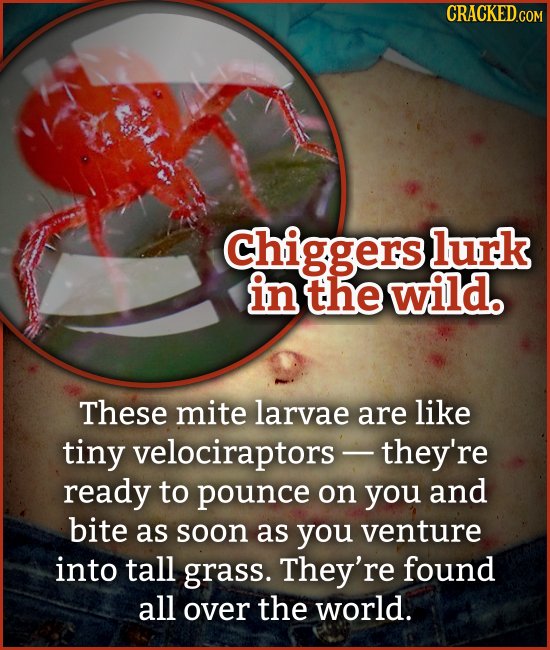 CRACKEDCON Chiggers lurk in the wild. These mite larvae are like tiny velociraptors -they're ready to pounce on you and bite as soon as you venture in