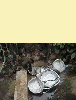 16 Animals Doing Things (That Shouldn't Be Possible)