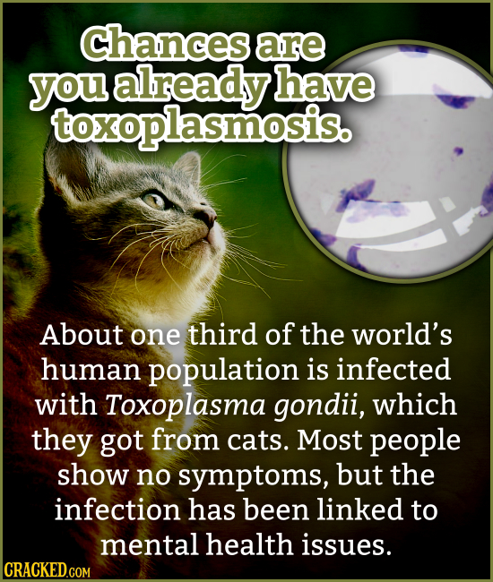 Chances are you already have toxoplasmosis. About one third of the world's human population is infected with Toxoplasma gondii, which they got from ca