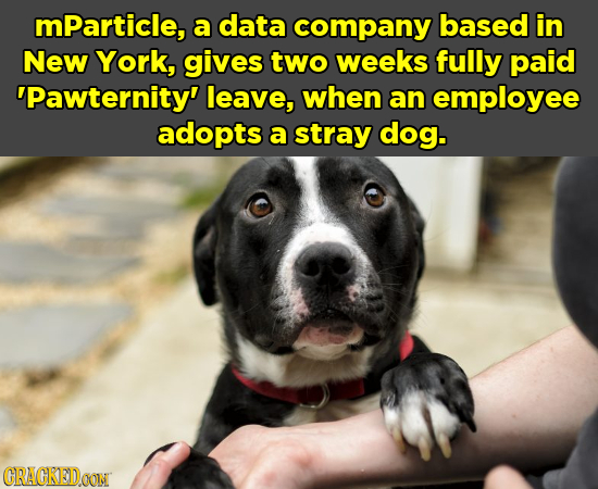 mParticle, a data company based in New York, gives two weeks fully paid 'Pawternity' leave, when an employee adopts a stray dog. CRACKEDOON