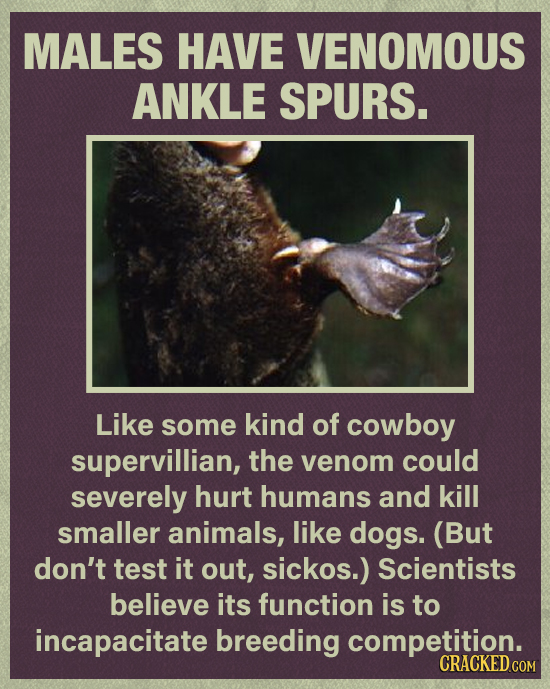 MALES HAVE VENOMOUS ANKLE SPURS. Like some kind of cowboy supervillian, the venom could severely hurt humans and kill smaller animals, like dogs. (But