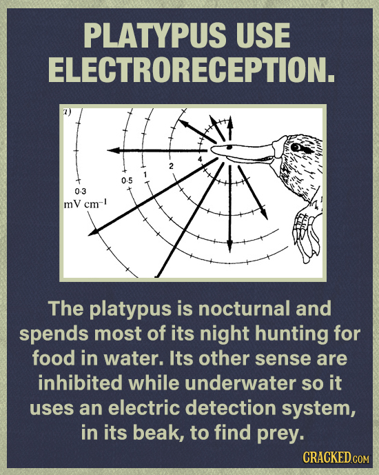 PLATYPUS USE ELECTRORECEPTION. 2 1 0.5 0-3 mV cm-I The platypus is nocturnal and spends most of its night hunting for food in water. Its other sense a