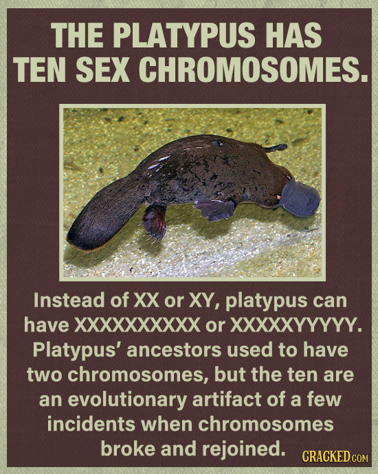 THE PLATYPUS HAS TEN SEX CHROMOSOMES. Instead of XX or XY, platypus can have XXXXXXXXXX or XXXXXYYYYY. Platypus' ancestors used to have two chromosome