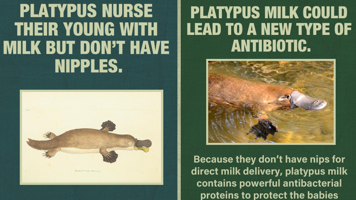 10 Ways The Platypus Is A Freak Of Nature 