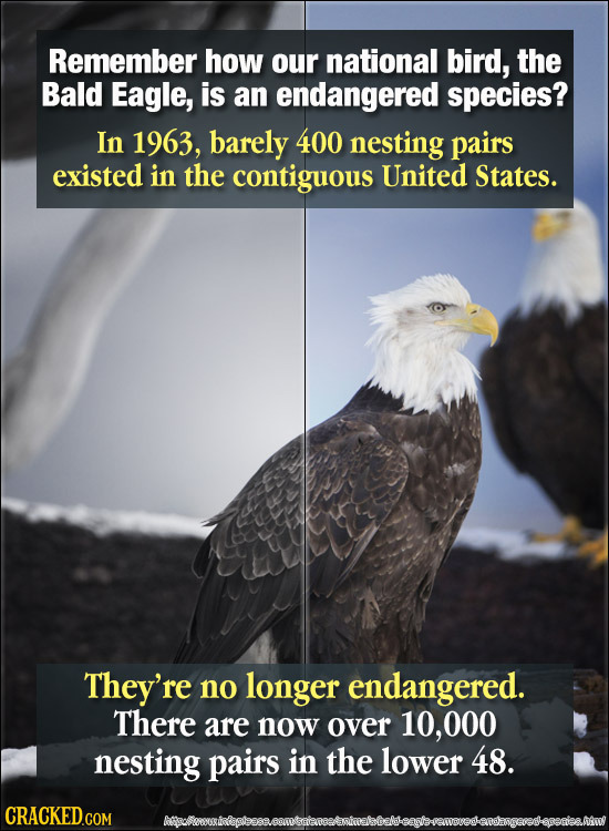 Remember how our national bird, the Bald Eagle, is an endangered species? In 1963, barely 400 nesting pairs existed in the contiguous United States. T