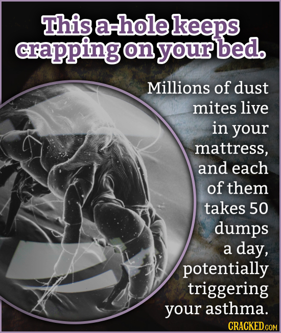 This hole keeps crapping on your bed. Millions of dust mites live in your mattress, and each of them takes 50 dumps a day, potentially triggering your