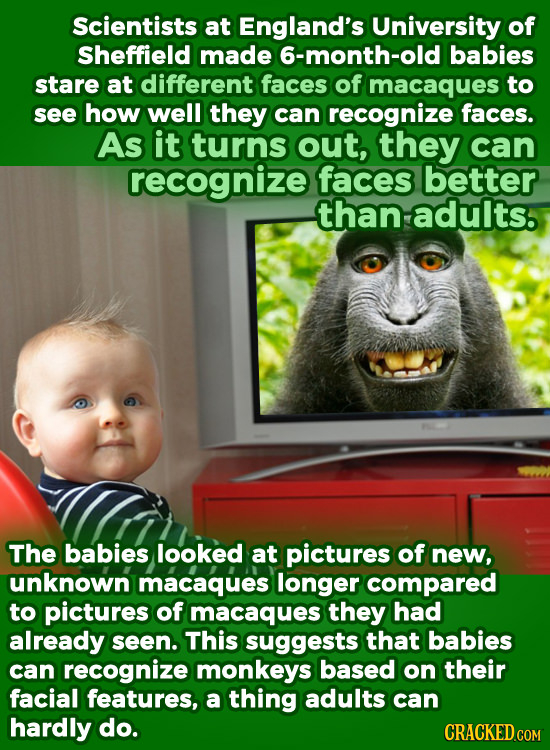 Scientists at England's University of Sheffield made 6-month-old babies stare at different faces of macaques to see how well they can recognize faces.