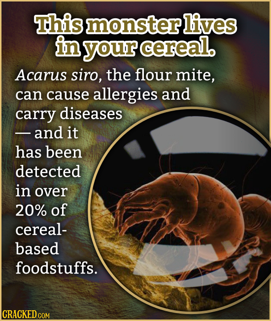 This monster lives in your cereal, Acarus siro, the flour mite, can cause allergies and carry diseases and it has been detected in over 20% of cereal-