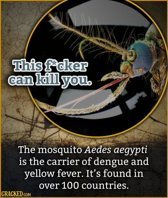 This fcker can kill you. The mosquito Aedes aegypti is the carrier of dengue and yellow fever. It's found in over 100 countries. CRACKED COM