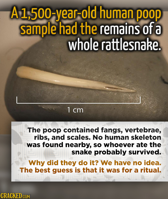 A 1,500-year-old human poop sample had the remains of a whole rattlesnake. 1 cm The poop contained fangs, vertebrae, ribs, and scales. No human skelet