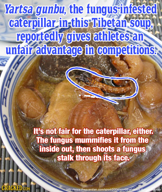 Yartsa gunbu, the fungus-infested caterpillar in this Tibetan soup, reportedly gives athletes an unfair advantage in competitions: It's not fair for t