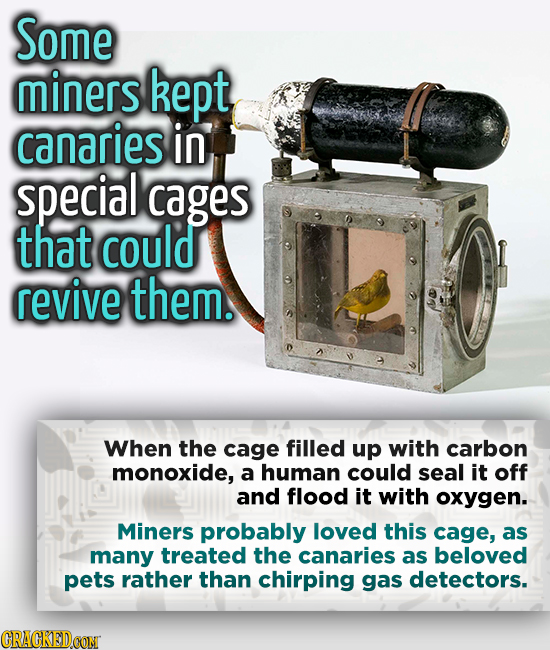 Some miners kept canaries in special cages that could revive them. When the cage filled up with carbon monoxide, a human could seal it off and flood i
