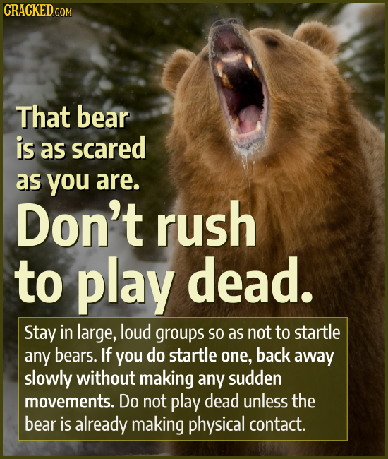 That bear is as scared as you are. Don't rush to play dead. Stay in large, loud groups SO as not to startle any bears. If you do startle one, back awa