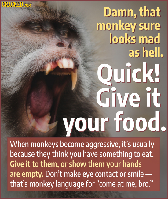 CRACKED CON Damn, that monkey sure looks mad as hell. Quick! Give it your food. When monkeys become aggressive, it's usually because they think you ha