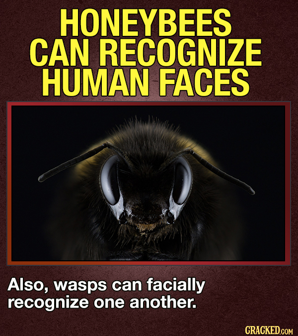 14 Animals That Terrify Us (For Valid Reasons)