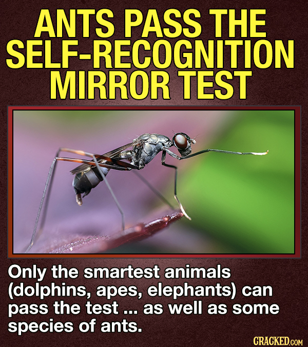 14 Animals That Terrify Us (For Valid Reasons)