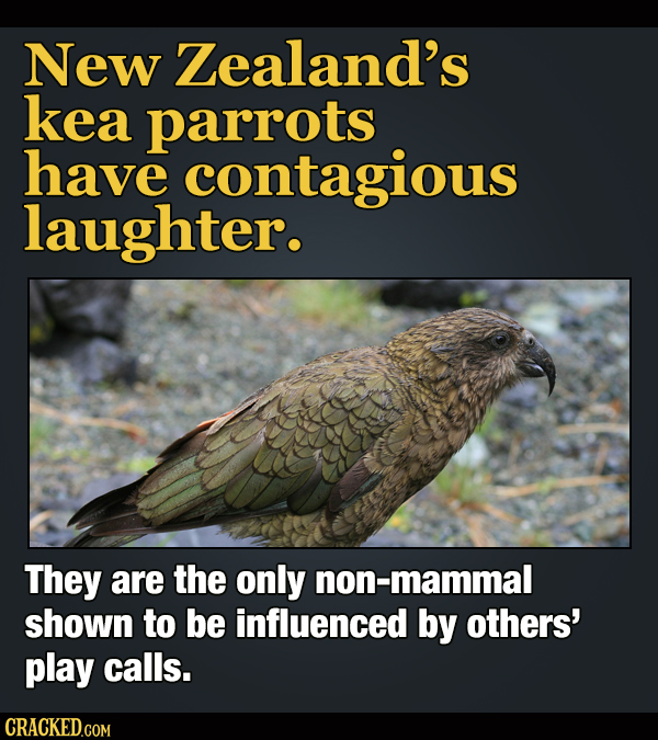 18 Facts About Laughter To Make You Overthink Every Joke