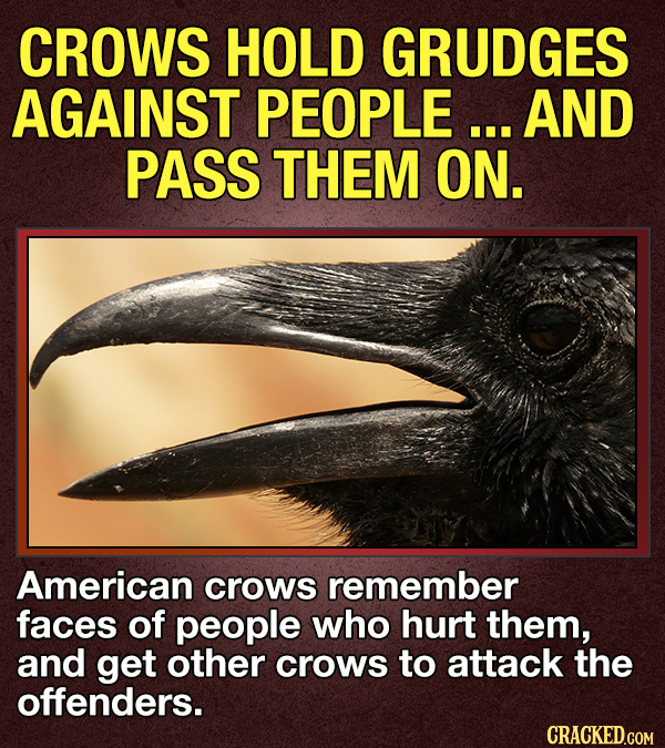 14 Animals That Terrify Us (For Valid Reasons)