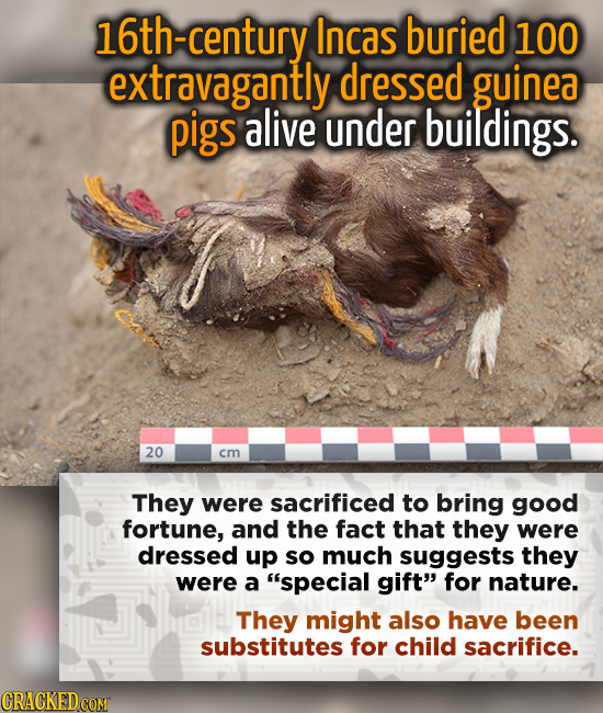 -century Incas buried 100 extravagantly dressed guinea pigs alive under buildings. 20 cm They were sacrificed to bring good fortune, and the fact that