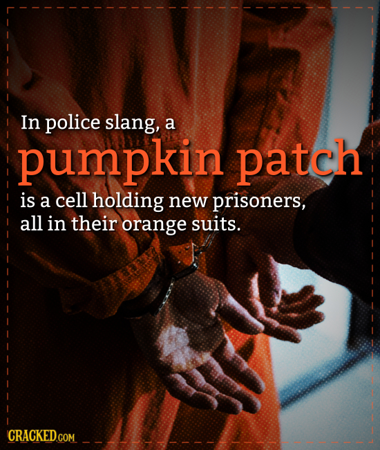 In police slang, a pumpkin patch is a cell holding new prisoners, all in their orange suits. CRACKEDco COM