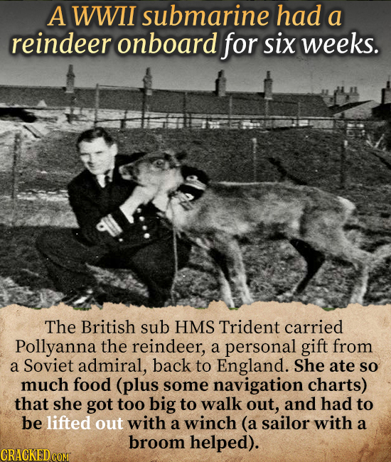 A WWII submarine had a reindeer onboard for six weeks. The British sub HMS Trident carried Pollyanna the reindeer, a personal gift from a Soviet admir