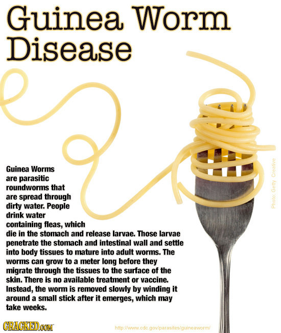 Guinea Worm Disease Guinea Worms are parasitic Creative roundworms that are spread through Getty dirty water. People drink water Photo containing flea